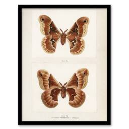 Artery8 Promethea Silkmoth Female Sherman Denton Framed Wall Art Print in White - Size: A4 - thumbnail 1