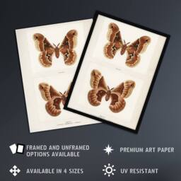 Artery8 Promethea Silkmoth Female Sherman Denton Framed Wall Art Print in White - Size: A4 - thumbnail 2