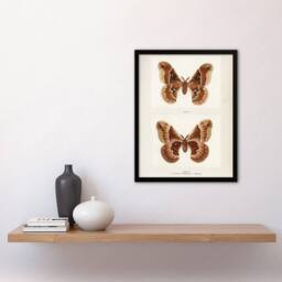 Artery8 Promethea Silkmoth Female Sherman Denton Framed Wall Art Print in White - Size: A4 - thumbnail 4