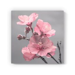 "Warren Reed - Designer Delicate Pink Flowers Canvas - Size: W30"" x H30""" - thumbnail 2