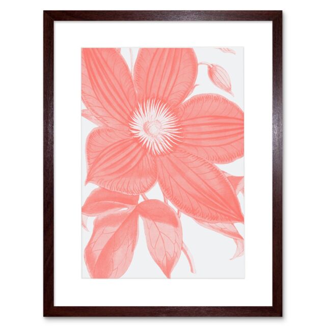 "Artery8 Wall Art Print Living Coral Clematis Flower Art Black Framed 9x7 inch in Brown - Size: W7"" x H9""" - image 1