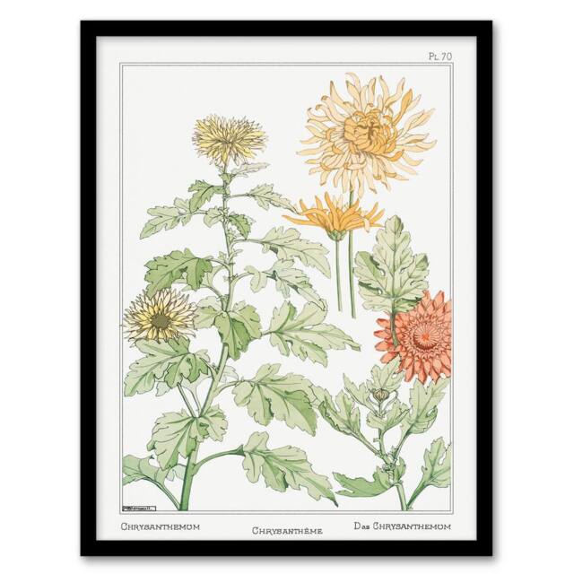 Artery8 Maurice Pillard Verneuil Framed Wall Art Print Chrysanthemum Flower in White - Size: A4 - image 1
