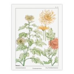Artery8 Maurice Pillard Verneuil Framed Wall Art Print Chrysanthemum Flower in White - Size: A4 - thumbnail 3