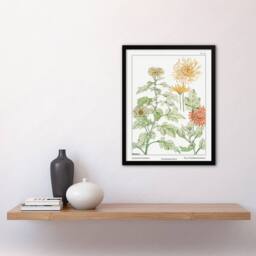 Artery8 Maurice Pillard Verneuil Framed Wall Art Print Chrysanthemum Flower in White - Size: A4 - thumbnail 2