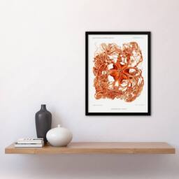Artery8 Vintage Marine Life Deep Sea Basket Star Starfish Framed Art Print in White - Size: A4 - thumbnail 2