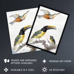Artery8 Kingfisher Toucan Bird & a Sparrow Schouman Framed Wall Art Print in White - Size: A4 - thumbnail 2