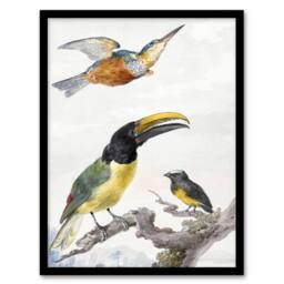 Artery8 Kingfisher Toucan Bird & a Sparrow Schouman Framed Wall Art Print in White - Size: A4 - thumbnail 1
