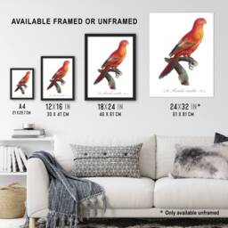 "Artery8 The Crimson Shining Parrot Levaillant Wall Art Poster Print in White - Size: W12"" x H16""" - thumbnail 3
