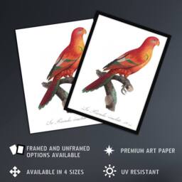 "Artery8 The Crimson Shining Parrot Levaillant Wall Art Poster Print in White - Size: W12"" x H16""" - thumbnail 2