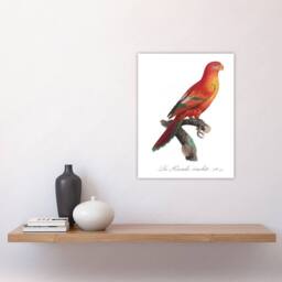 "Artery8 The Crimson Shining Parrot Levaillant Wall Art Poster Print in White - Size: W12"" x H16""" - thumbnail 4