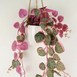 Leaf 90cm Artificial Potted Trailing Hanging Pink Plant Realistic - String of Hearts in Green - thumbnail 3