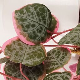Leaf 90cm Artificial Potted Trailing Hanging Pink Plant Realistic - String of Hearts in Green - thumbnail 2