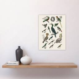"Artery8 Various Birds Illustration Goldsmith Vintage Wall Art Print Poster in White - Size: W12"" x H16""" - thumbnail 4