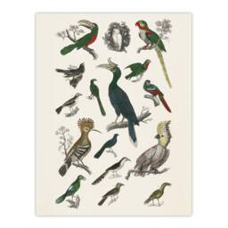 "Artery8 Various Birds Illustration Goldsmith Vintage Wall Art Print Poster in White - Size: W12"" x H16""" - thumbnail 1