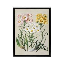 "Artery8 New Zealand Snow Groundsel Flowers Featon Framed Canvas Wall Art Print in Beige - Size: W18"" x H24""" - thumbnail 1