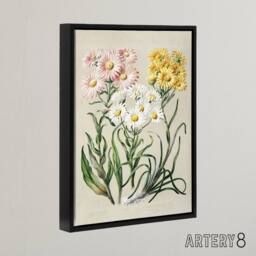 "Artery8 New Zealand Snow Groundsel Flowers Featon Framed Canvas Wall Art Print in Beige - Size: W18"" x H24""" - thumbnail 2