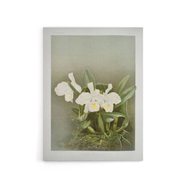"Artery8 Frederick Sander Cattleya Trianae White Orchid Canvas Wall Art Print - Size: W12"" x H16""" - image 1