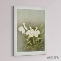 "Artery8 Frederick Sander Cattleya Trianae White Orchid Canvas Wall Art Print - Size: W12"" x H16""" - thumbnail 2