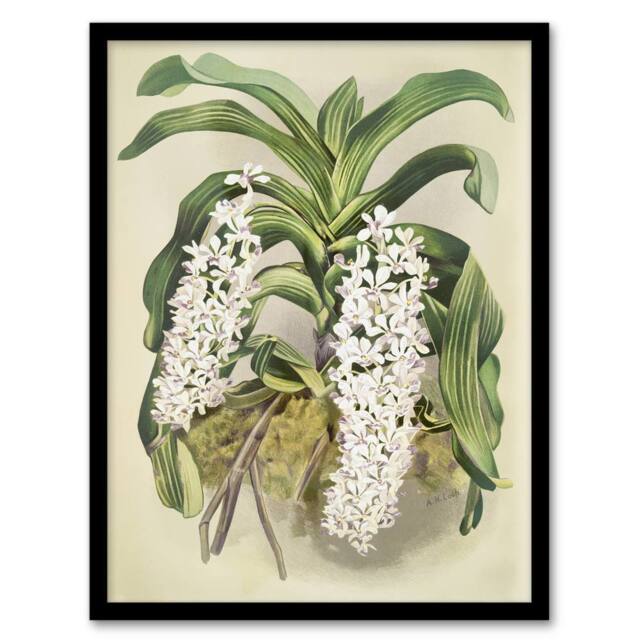 Artery8 F Sander Saccolabium Giganteum Orchid Flowers Framed Wall Art Print - Size: A4 - image 1