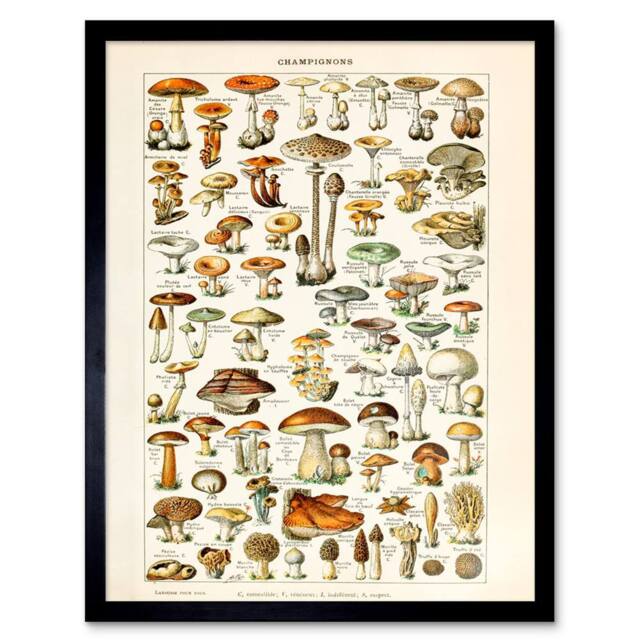 "Wee Blue Coo Millot 19th Century Mushrooms Encyclopedia Page 12x16"" Framed Art - Size: W12"" x H16""" - image 1