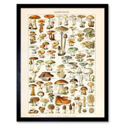 "Wee Blue Coo Millot 19th Century Mushrooms Encyclopedia Page 12x16"" Framed Art - Size: W12"" x H16""" - thumbnail 1