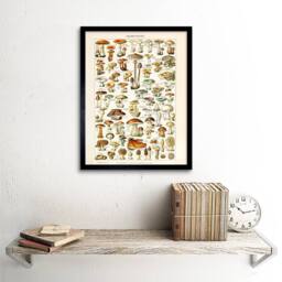 "Wee Blue Coo Millot 19th Century Mushrooms Encyclopedia Page 12x16"" Framed Art - Size: W12"" x H16""" - thumbnail 2