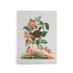 "Artery8 Eurasian Wren & Raspberry Plant Bolton Canvas Wall Art - Size: W18"" x H24""" - thumbnail 1