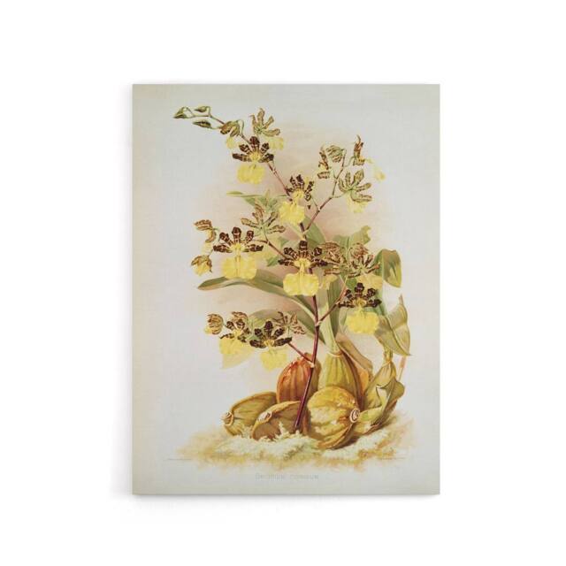 "Artery8 Frederick Sander Oncidium Tigrinum Orchid Flowers Canvas Art Print - Size: W12"" x H16""" - image 1