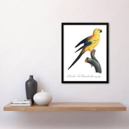 Artery8 Female Sun Parakeet Bird Francois Levaillant Framed Wall Art Print in White - Size: A4 - thumbnail 4