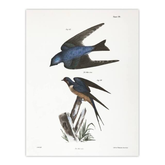 "Artery8 James De Kay White Bellied & Barn Swallow Wall Art Print - Size: W12"" x H16""" - image 1