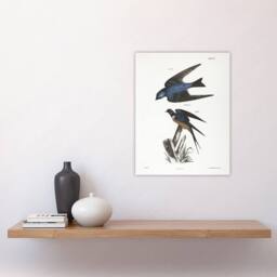 "Artery8 James De Kay White Bellied & Barn Swallow Wall Art Print - Size: W12"" x H16""" - thumbnail 4