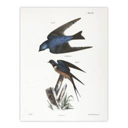 "Artery8 James De Kay White Bellied & Barn Swallow Wall Art Print - Size: W12"" x H16""" - thumbnail 1
