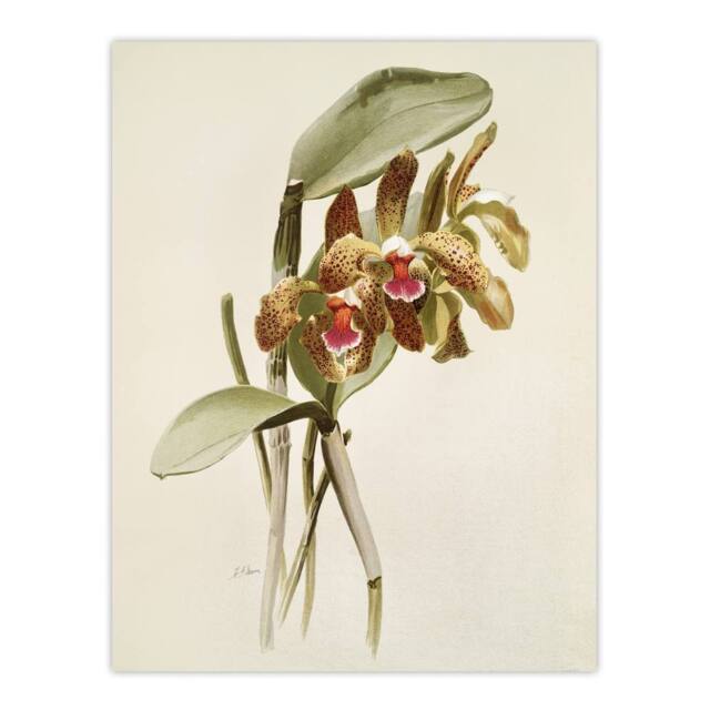 "Artery8 F Sander Cattleya Granulosa Var Schofieldiana Orchid Wall Art Print in White - Size: W12"" x H16""" - image 1