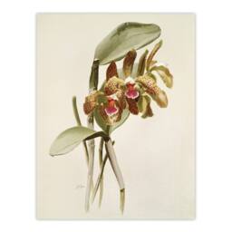 "Artery8 F Sander Cattleya Granulosa Var Schofieldiana Orchid Wall Art Print in White - Size: W12"" x H16""" - thumbnail 1