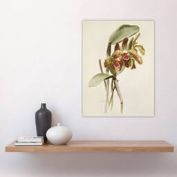 "Artery8 F Sander Cattleya Granulosa Var Schofieldiana Orchid Wall Art Print in White - Size: W12"" x H16""" - thumbnail 4