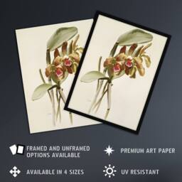 "Artery8 F Sander Cattleya Granulosa Var Schofieldiana Orchid Wall Art Print in White - Size: W12"" x H16""" - thumbnail 2