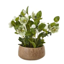 Lemon Pavilion Furniture and Decor Hellebore Plant in Pot - Plastic - L33 x W38 x H41 cm - Green/Taupe in Brown - thumbnail 6