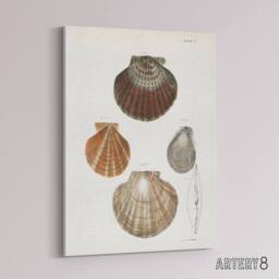 "Artery8 James Ellsworth De Kay Scallop Seashells Study Canvas Wall Art Print in White - Size: W12"" x H16""" - thumbnail 2