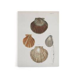 "Artery8 James Ellsworth De Kay Scallop Seashells Study Canvas Wall Art Print in White - Size: W12"" x H16""" - thumbnail 1