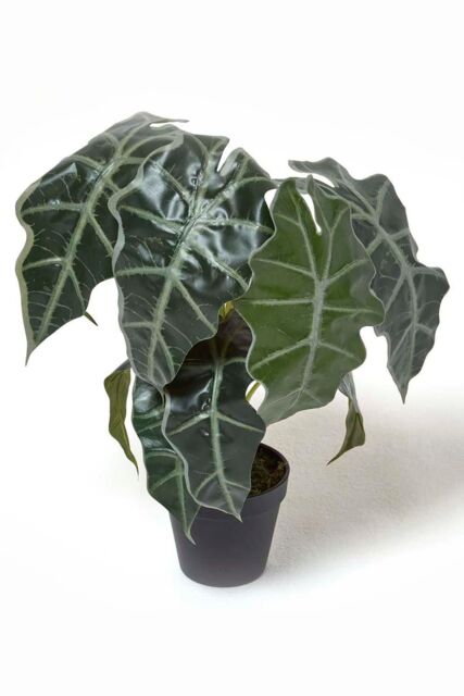 Homescapes Amazonica Elephant Ear Plant in Pot, 50 cm Tall in Green - image 1