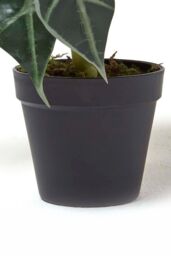 Homescapes Amazonica Elephant Ear Plant in Pot, 50 cm Tall in Green - thumbnail 3