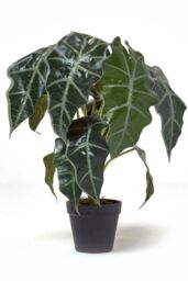 Homescapes Amazonica Elephant Ear Plant in Pot, 50 cm Tall in Green - thumbnail 5