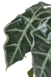 Homescapes Amazonica Elephant Ear Plant in Pot, 50 cm Tall in Green - thumbnail 4