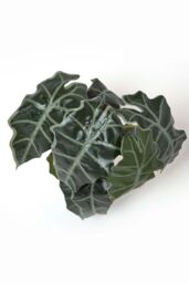 Homescapes Amazonica Elephant Ear Plant in Pot, 50 cm Tall in Green - thumbnail 2