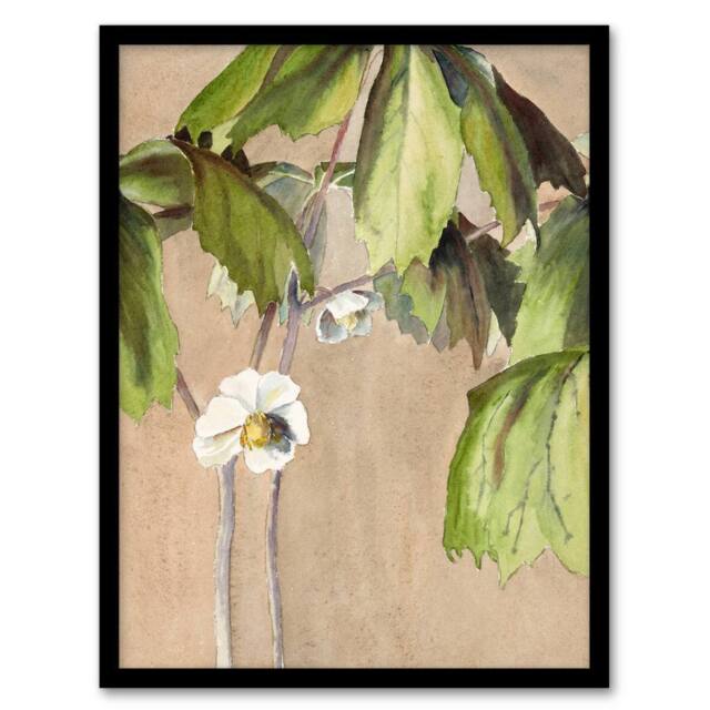 Artery8 Hannah Borger Overbeck Framed Wall Art May Apple Flower Watercolour in Beige - Size: A4 - image 1