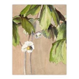 Artery8 Hannah Borger Overbeck Framed Wall Art May Apple Flower Watercolour in Beige - Size: A4 - thumbnail 3