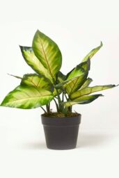Homescapes Dieffenbachia Dumb Cane Plant in Pot, 50 cm Tall in Green - thumbnail 5