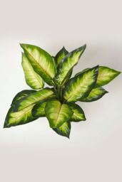 Homescapes Dieffenbachia Dumb Cane Plant in Pot, 50 cm Tall in Green - thumbnail 2