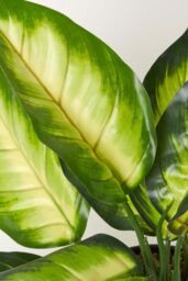 Homescapes Dieffenbachia Dumb Cane Plant in Pot, 50 cm Tall in Green - thumbnail 4