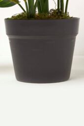 Homescapes Dieffenbachia Dumb Cane Plant in Pot, 50 cm Tall in Green - thumbnail 3